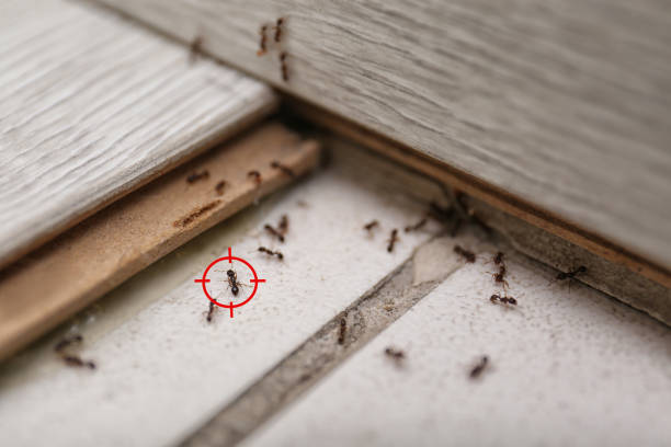 Best Exterminator Services  in Bethel, WA