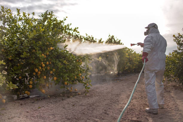 Trusted Bethel, WA Pest Control Experts