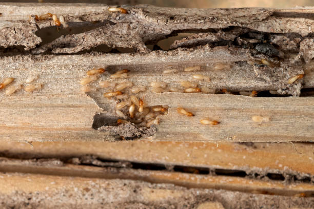 Best Exterminator Services  in Bethel, WA